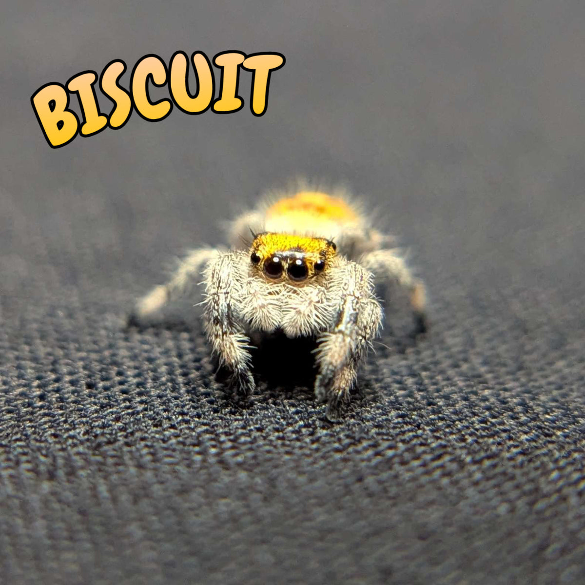 Regal Jumping Spider "Biscuit"