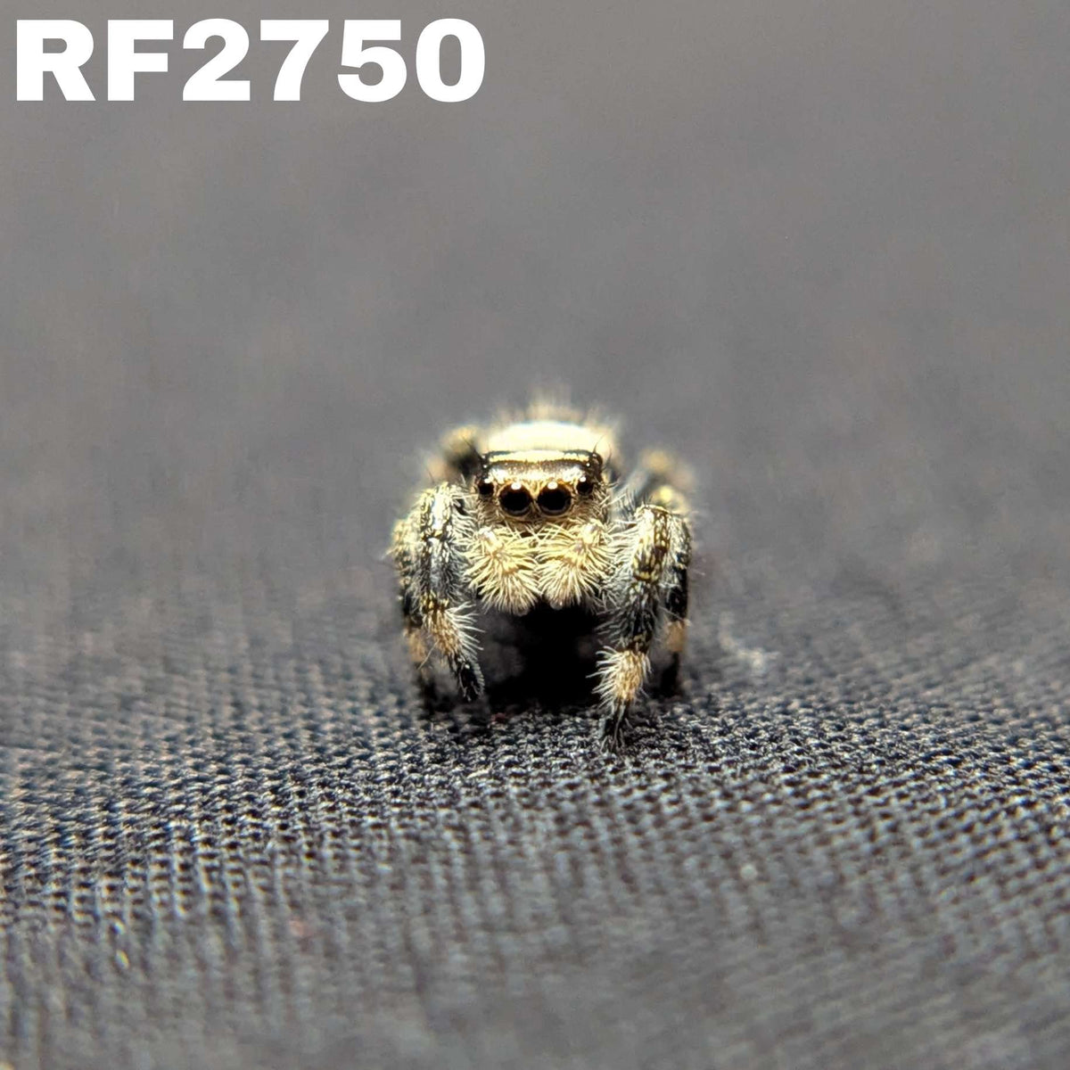 Regal Jumping Spider "Doobie”