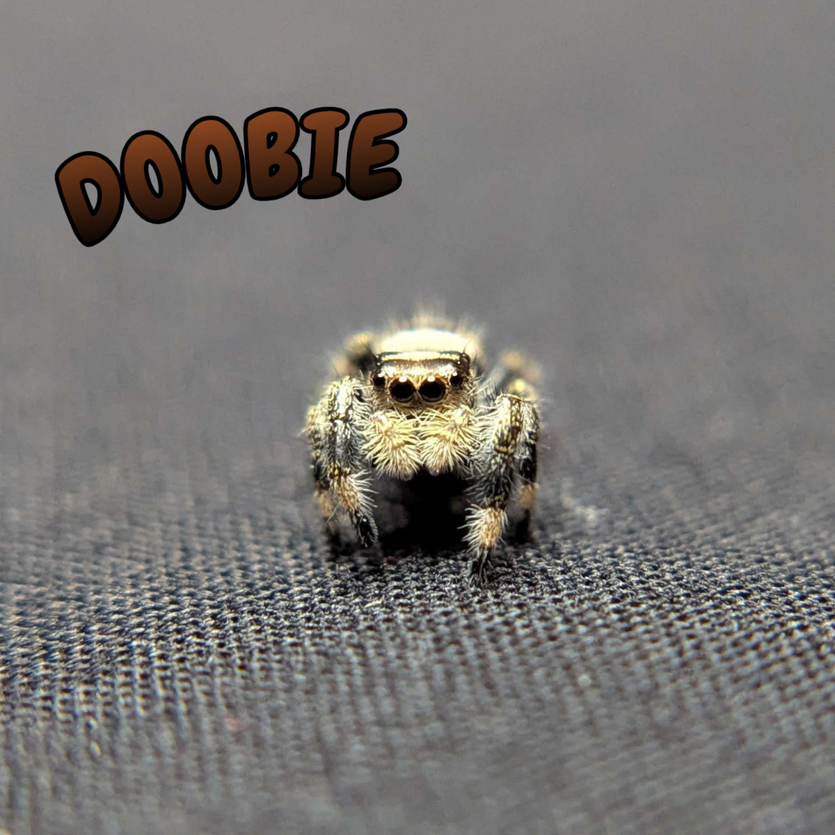 Regal Jumping Spider "Doobie”