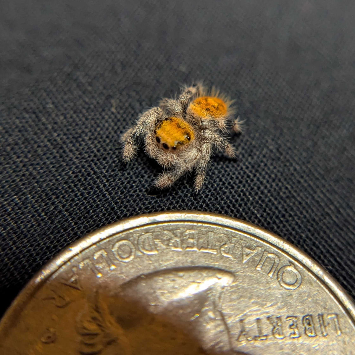 Regal Jumping Spider "Waffle"