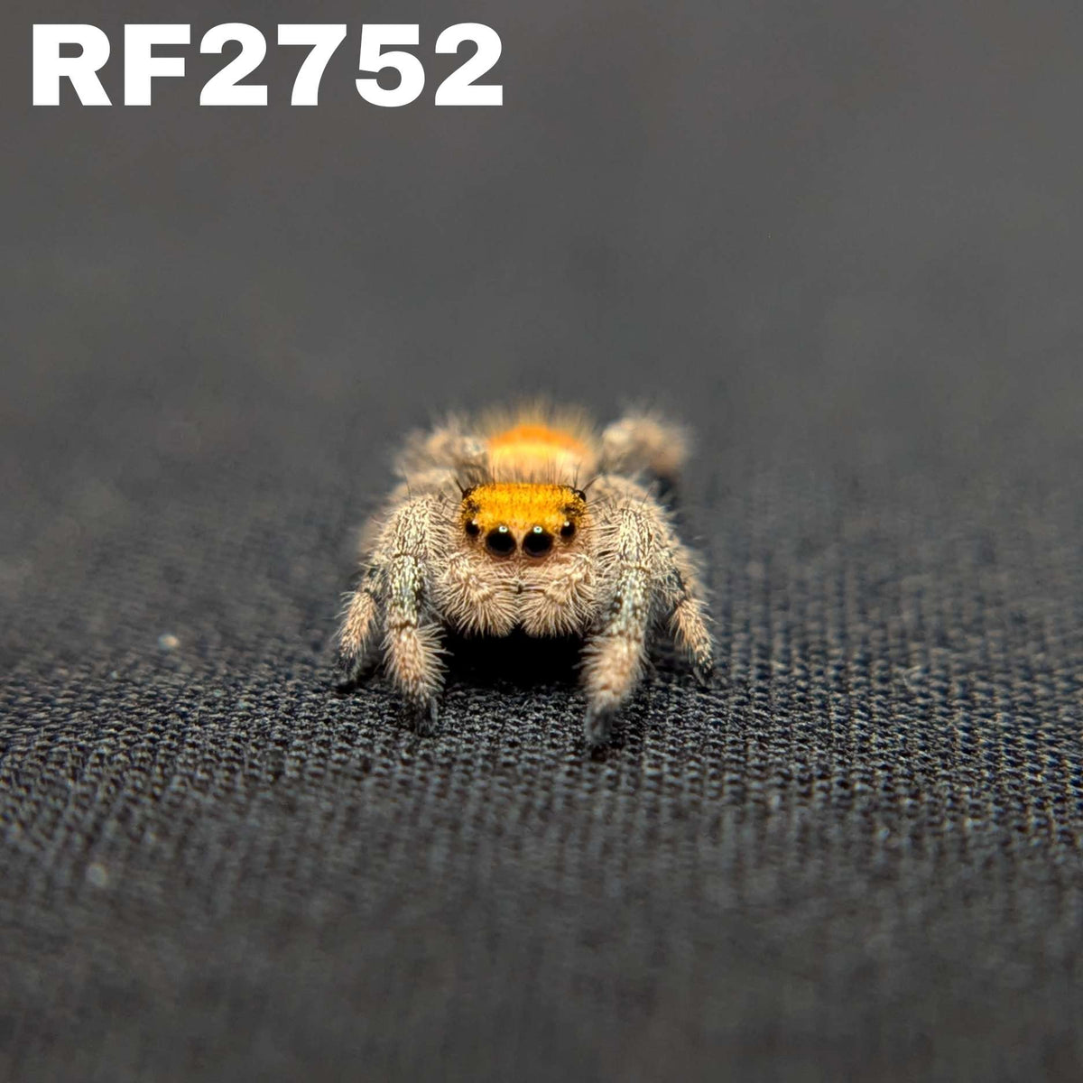 Regal Jumping Spider "Waffle"