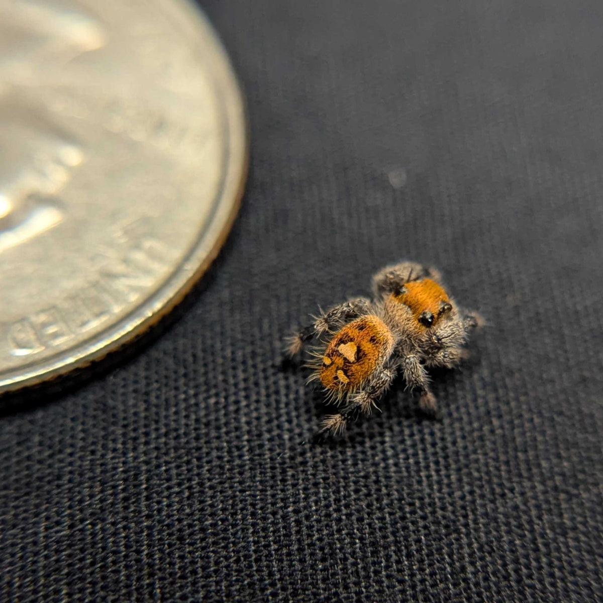 Regal Jumping Spider "Gentle"