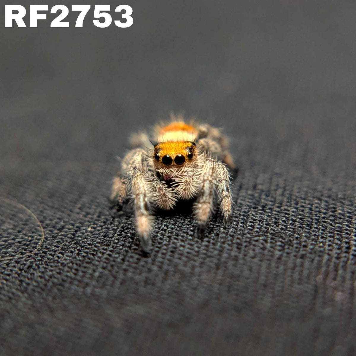 Regal Jumping Spider "Gentle"