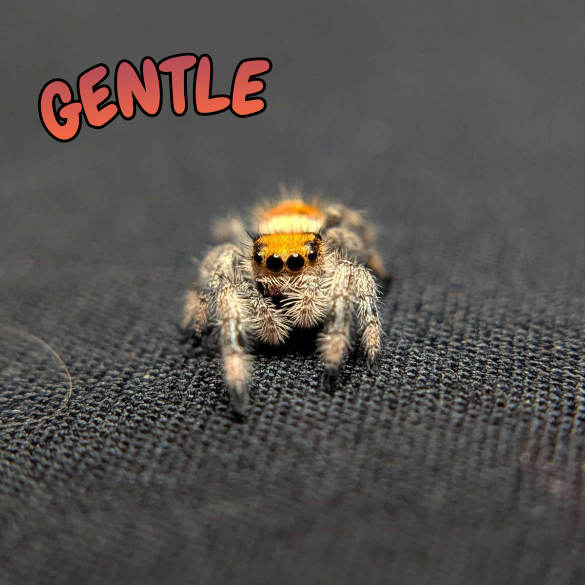 Regal Jumping Spider "Gentle"