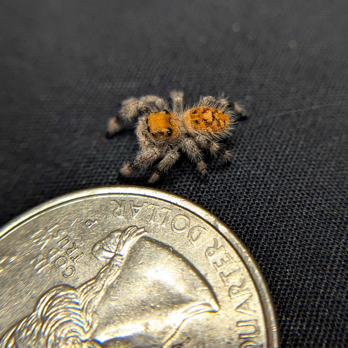Regal Jumping Spider "Maria"