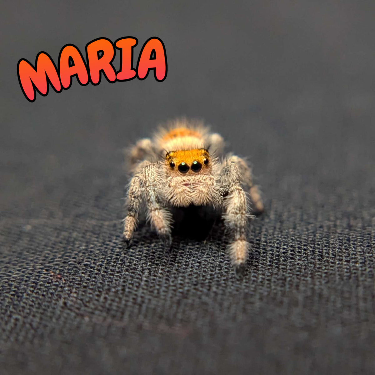 Regal Jumping Spider "Maria"
