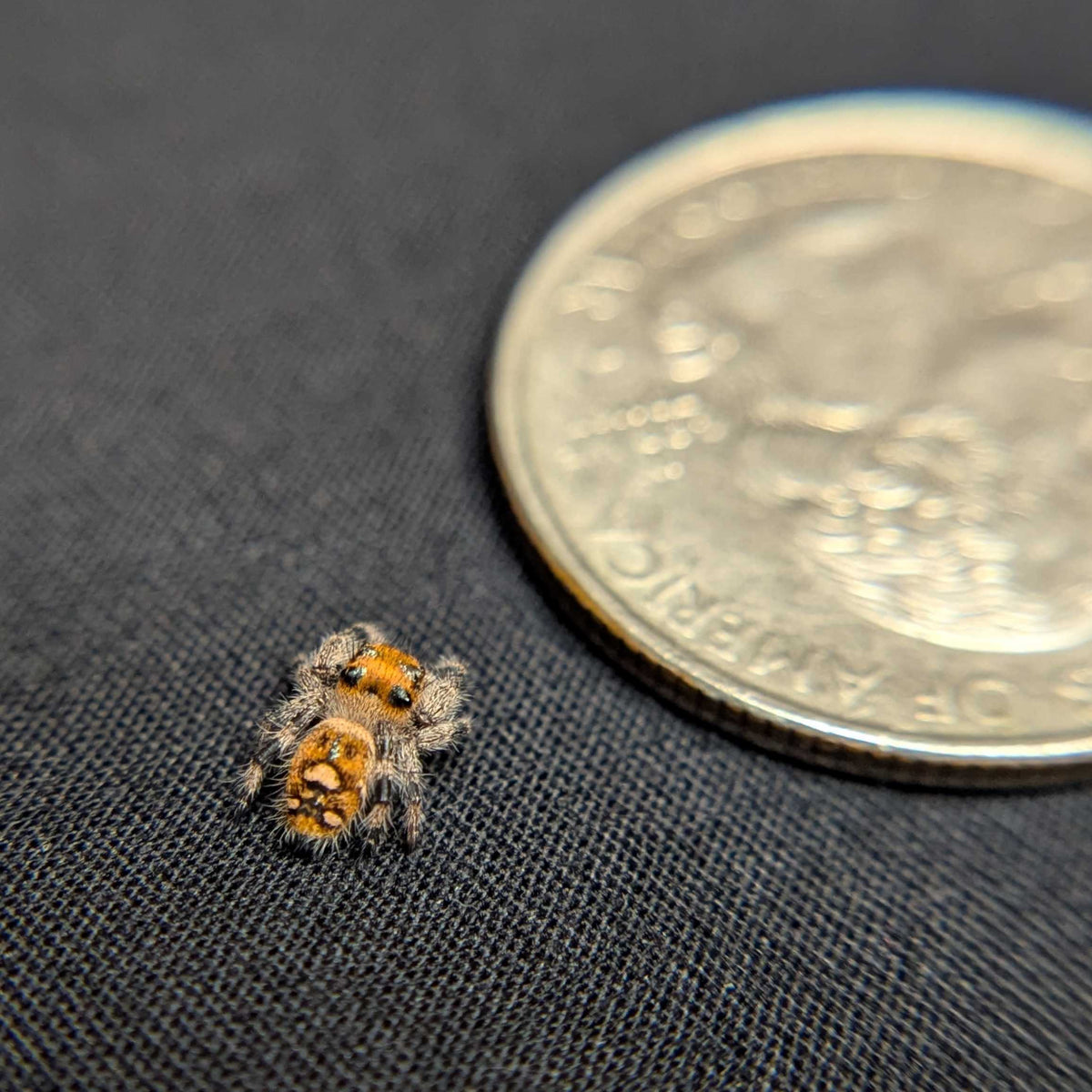 Regal Jumping Spider "Melody"