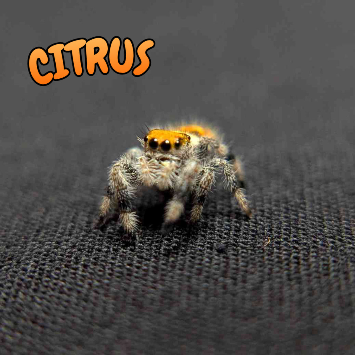 Regal Jumping Spider "Citrus"