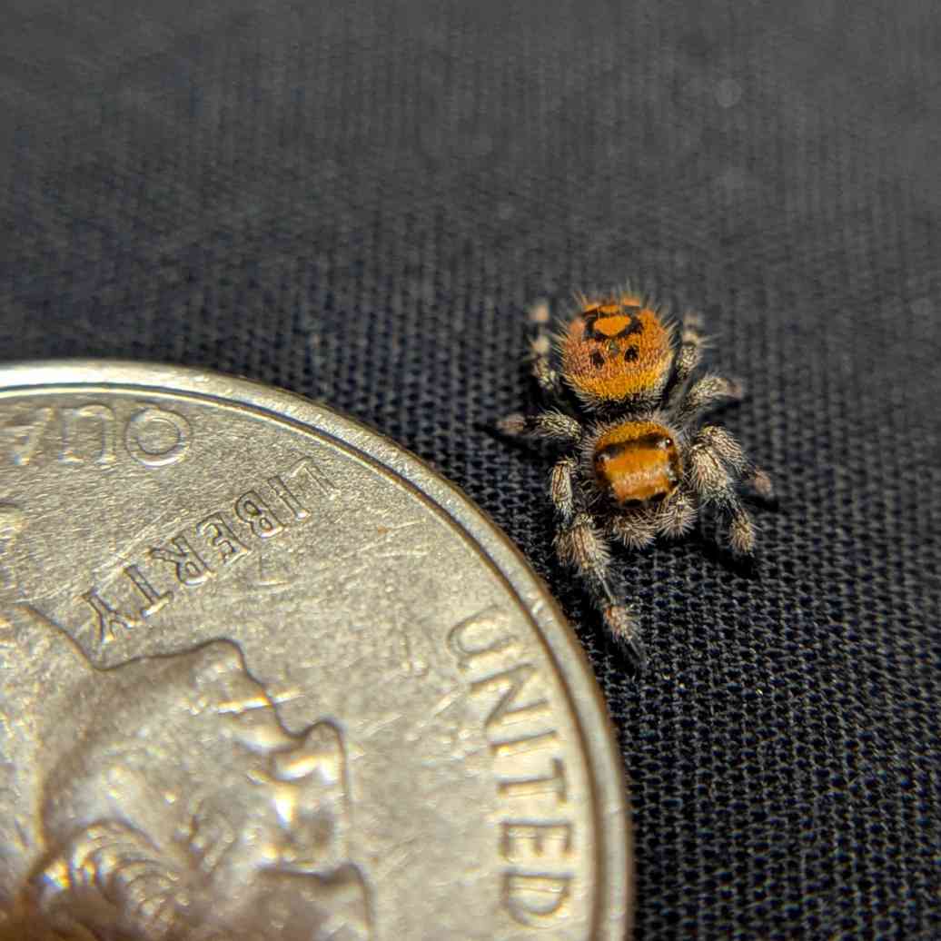 Regal Jumping Spider “Bonfire”