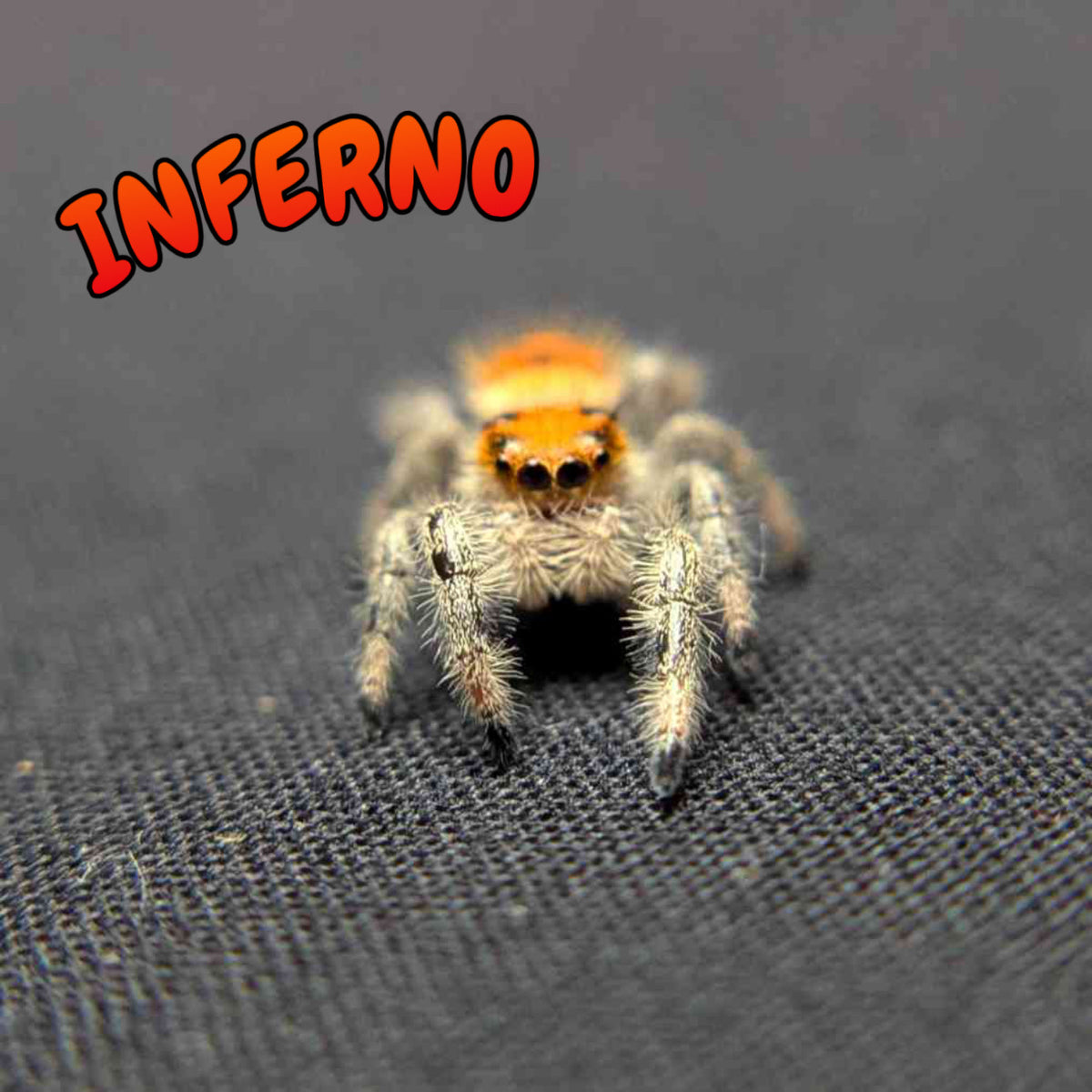 Regal Jumping Spider “Inferno”