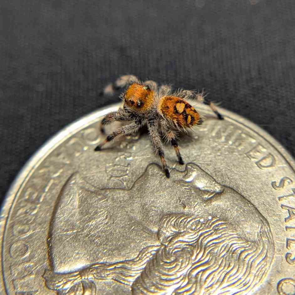 Regal Jumping Spider “Fuego”