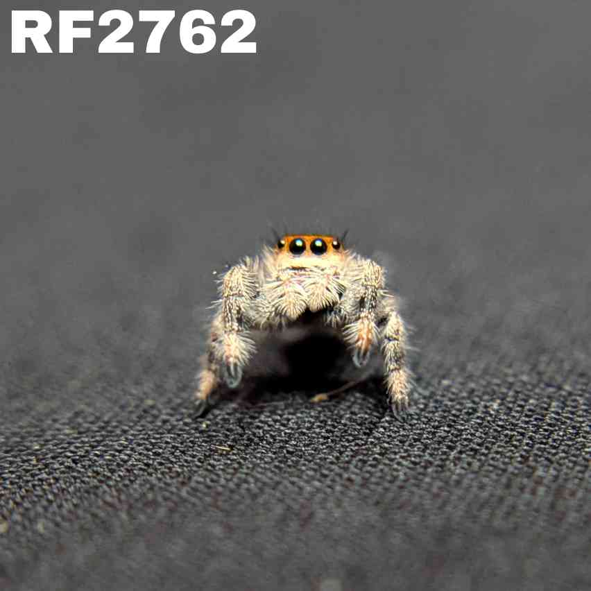 Regal Jumping Spider “Fuego”