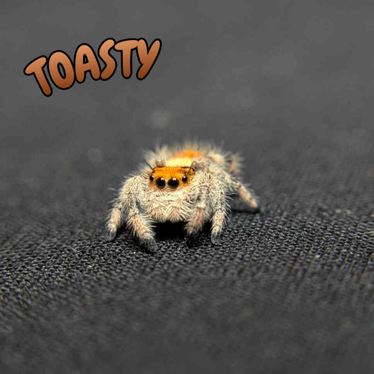 Regal Jumping Spider "Toasty"