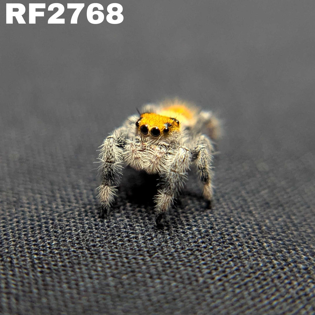 Regal Jumping Spider “Vera”