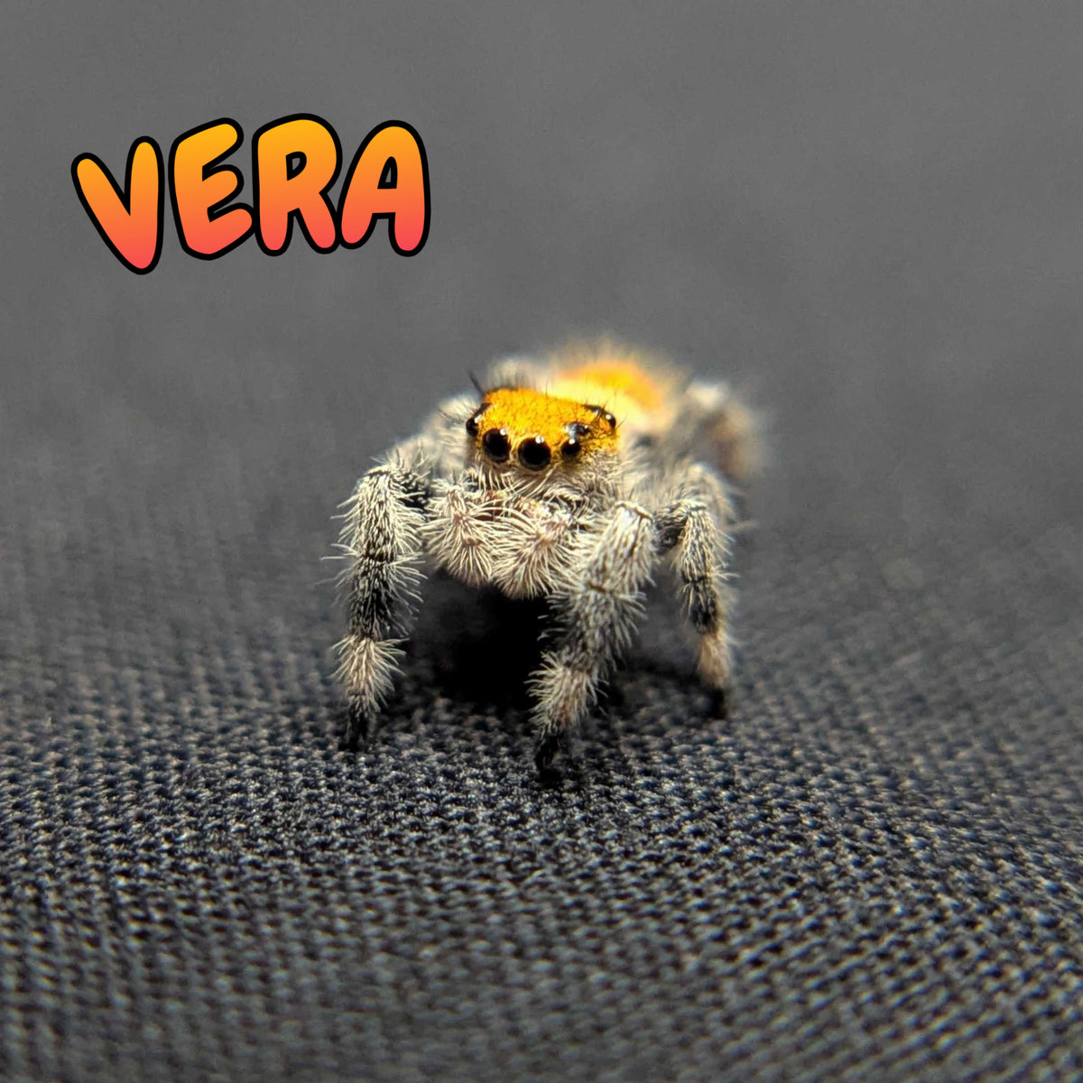 Regal Jumping Spider “Vera”
