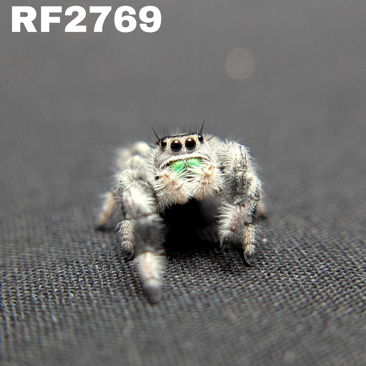 Regal Jumping Spider "Clover"