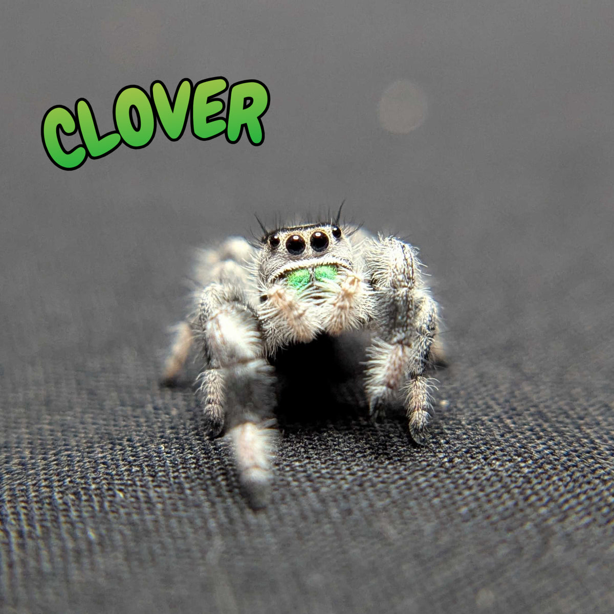 Regal Jumping Spider "Clover"