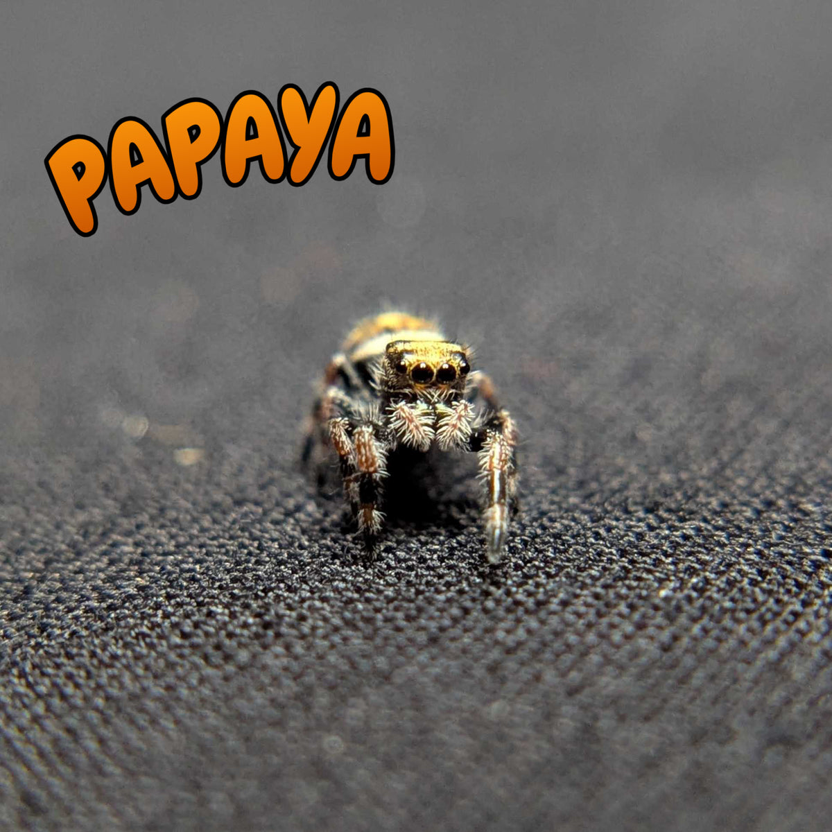 Regal Jumping Spider "Papaya"