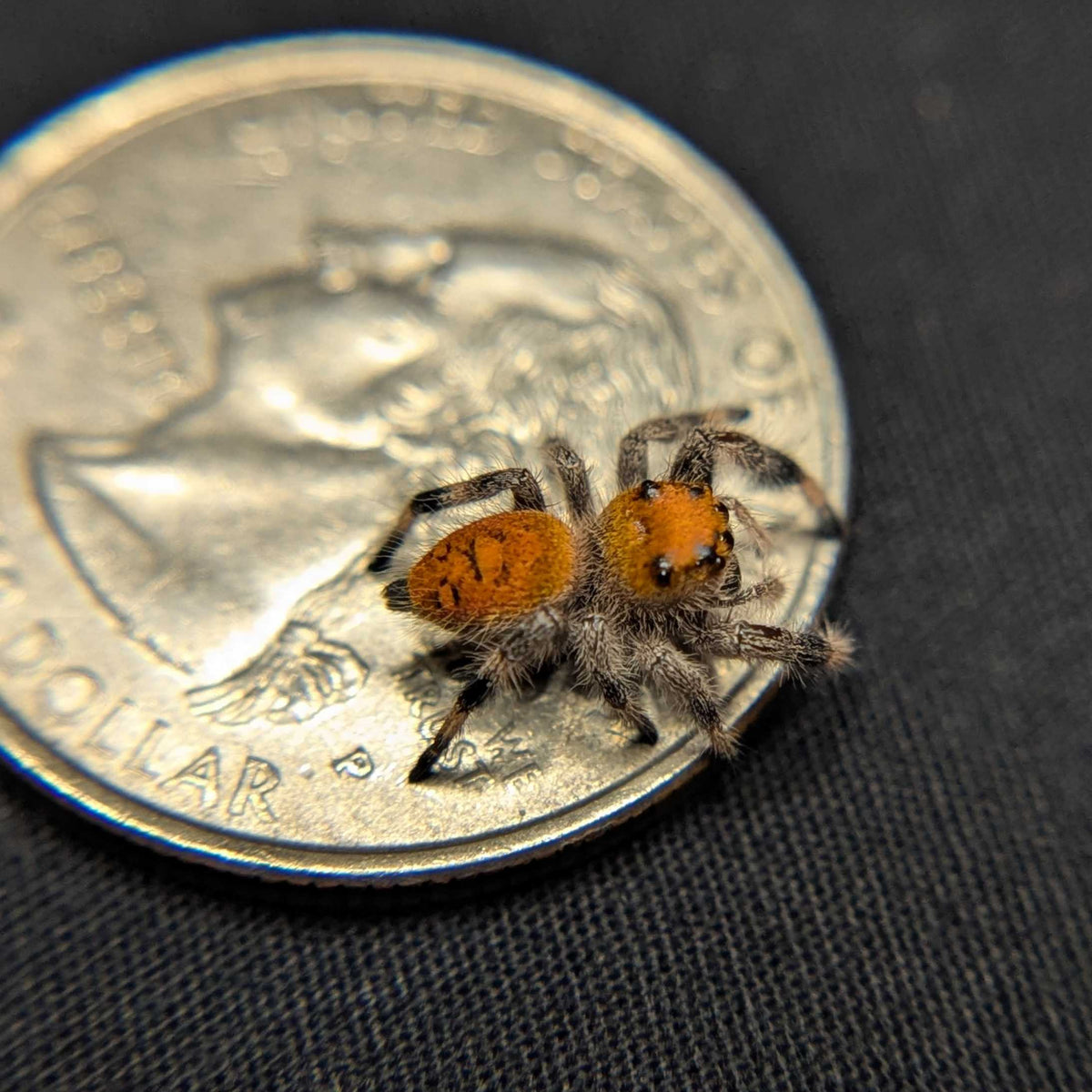 Regal Jumping Spider "Spicy"