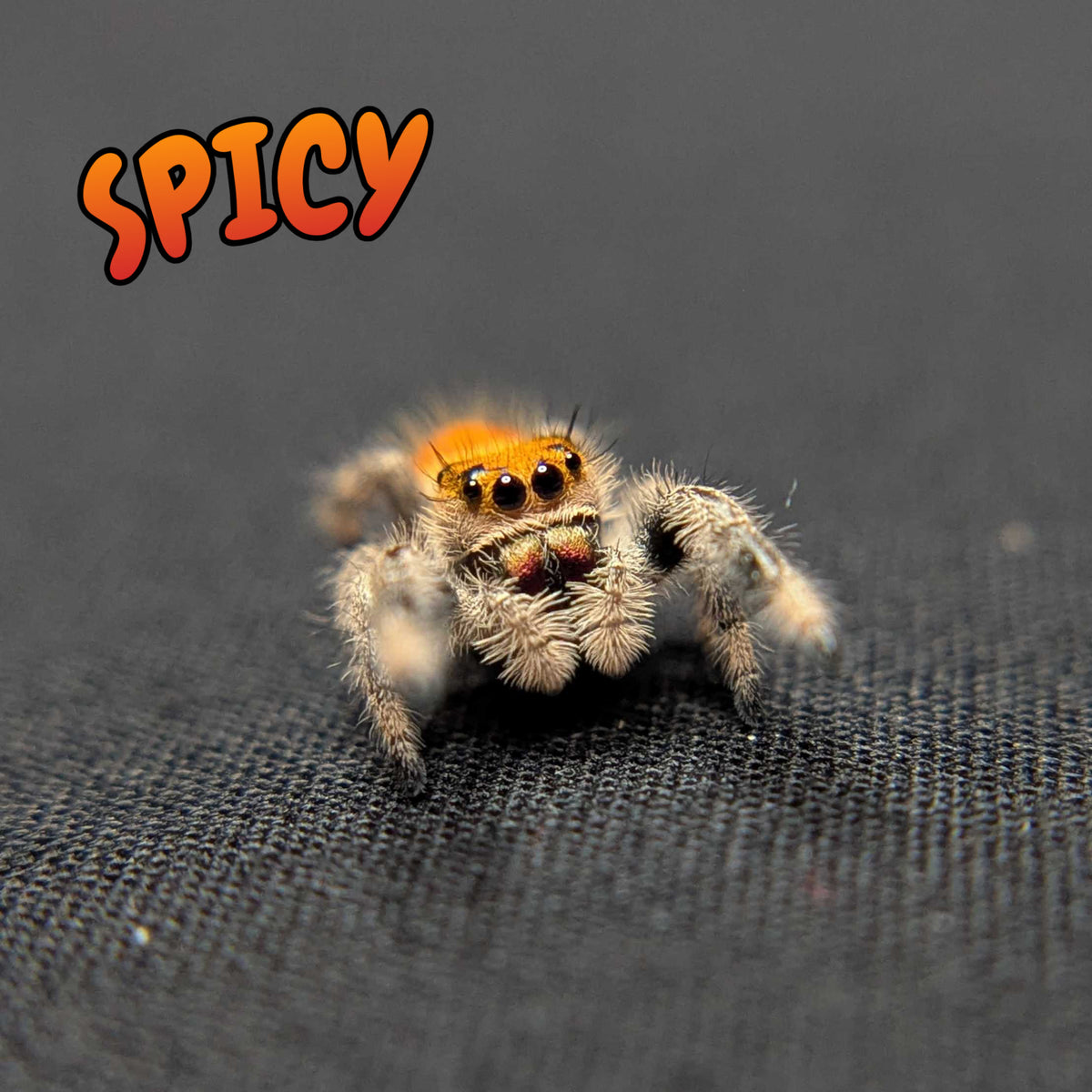 Regal Jumping Spider "Spicy"
