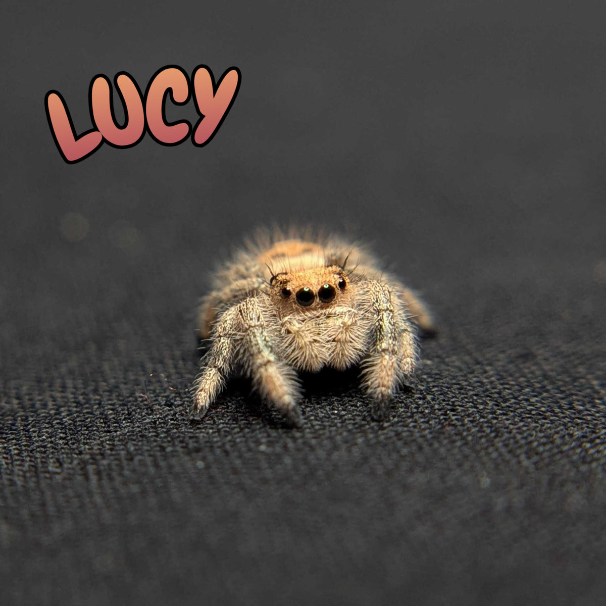 Regal Jumping Spider "Lucy”