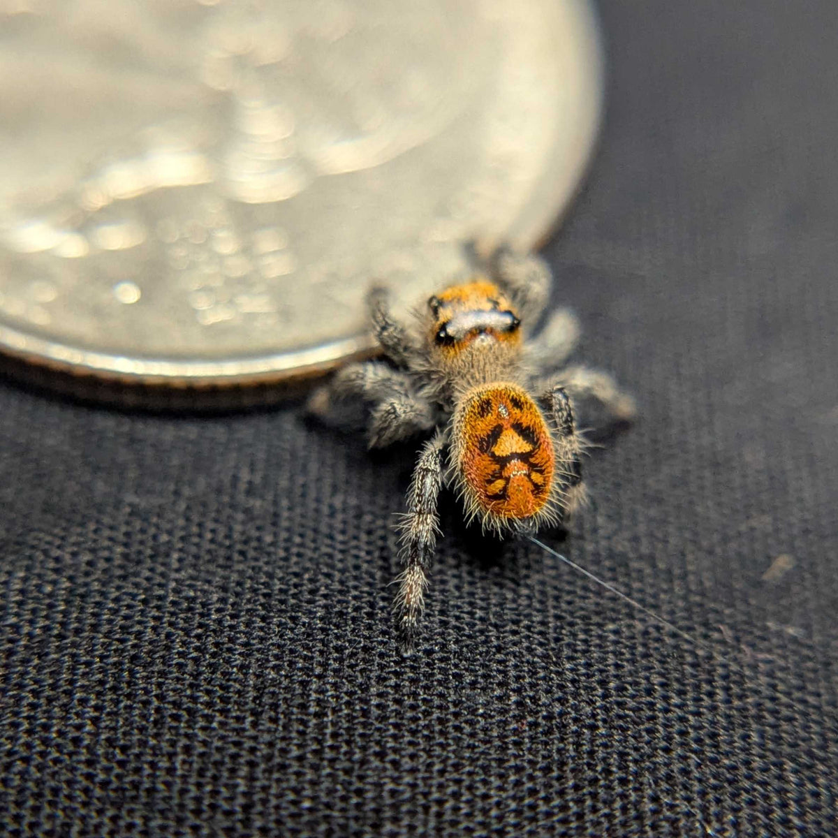 Regal Jumping Spider "Starburst"