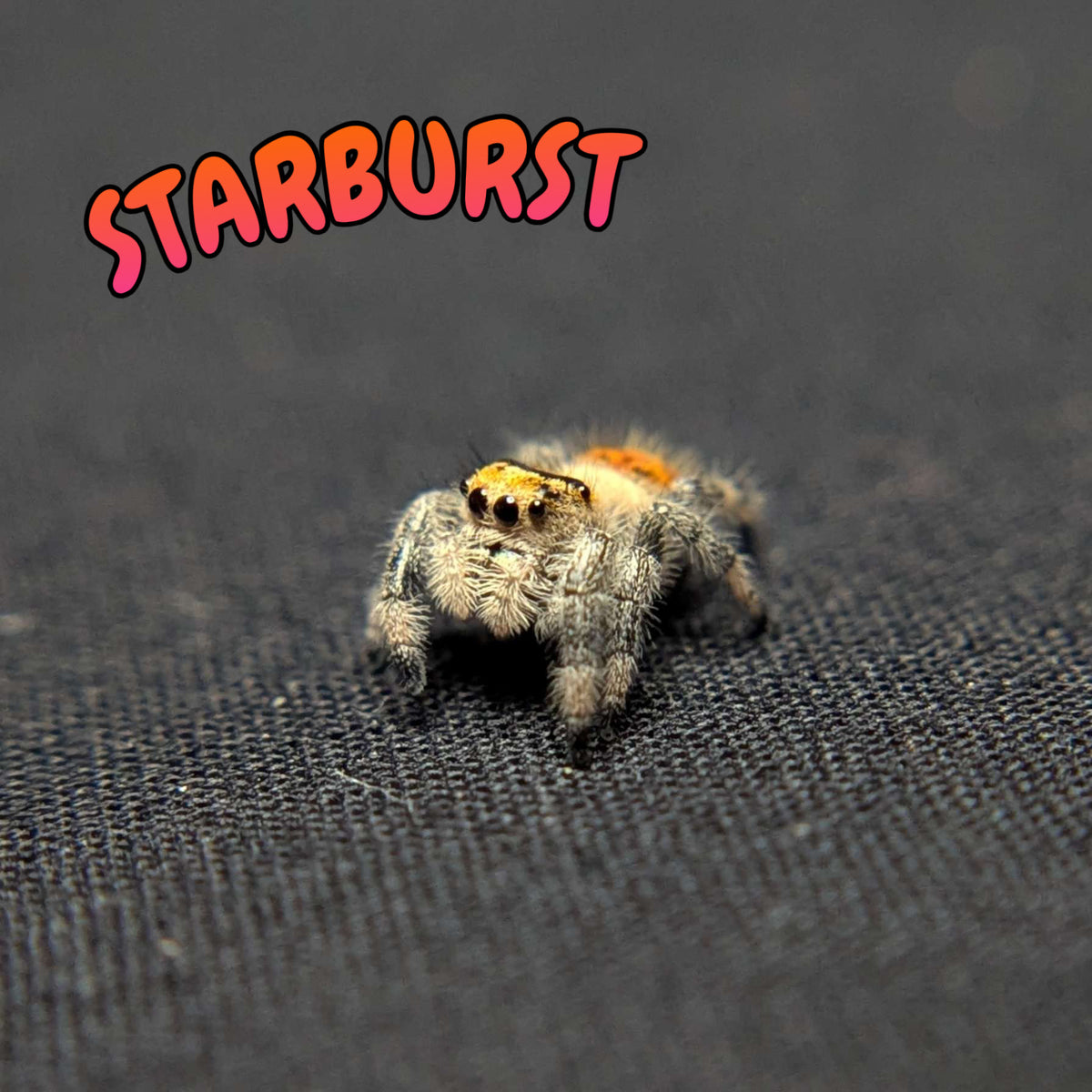 Regal Jumping Spider "Starburst"