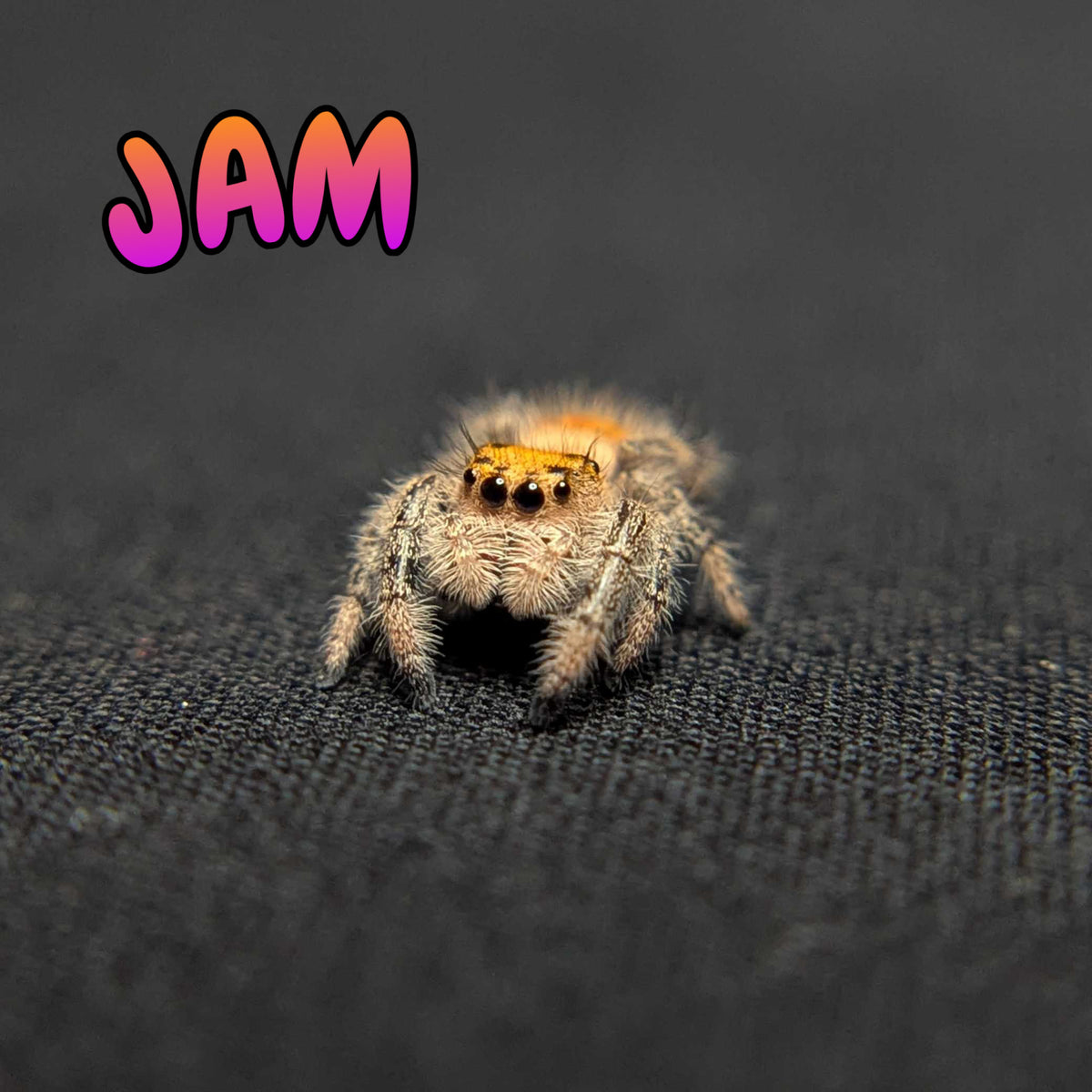 Regal Jumping Spider "Jam"