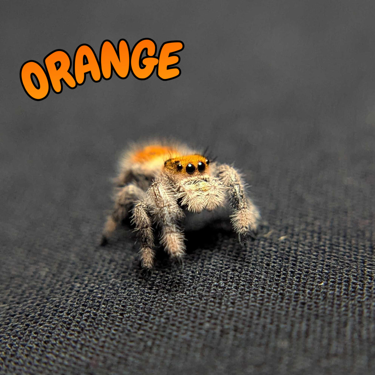 Regal Jumping Spider "Orange"