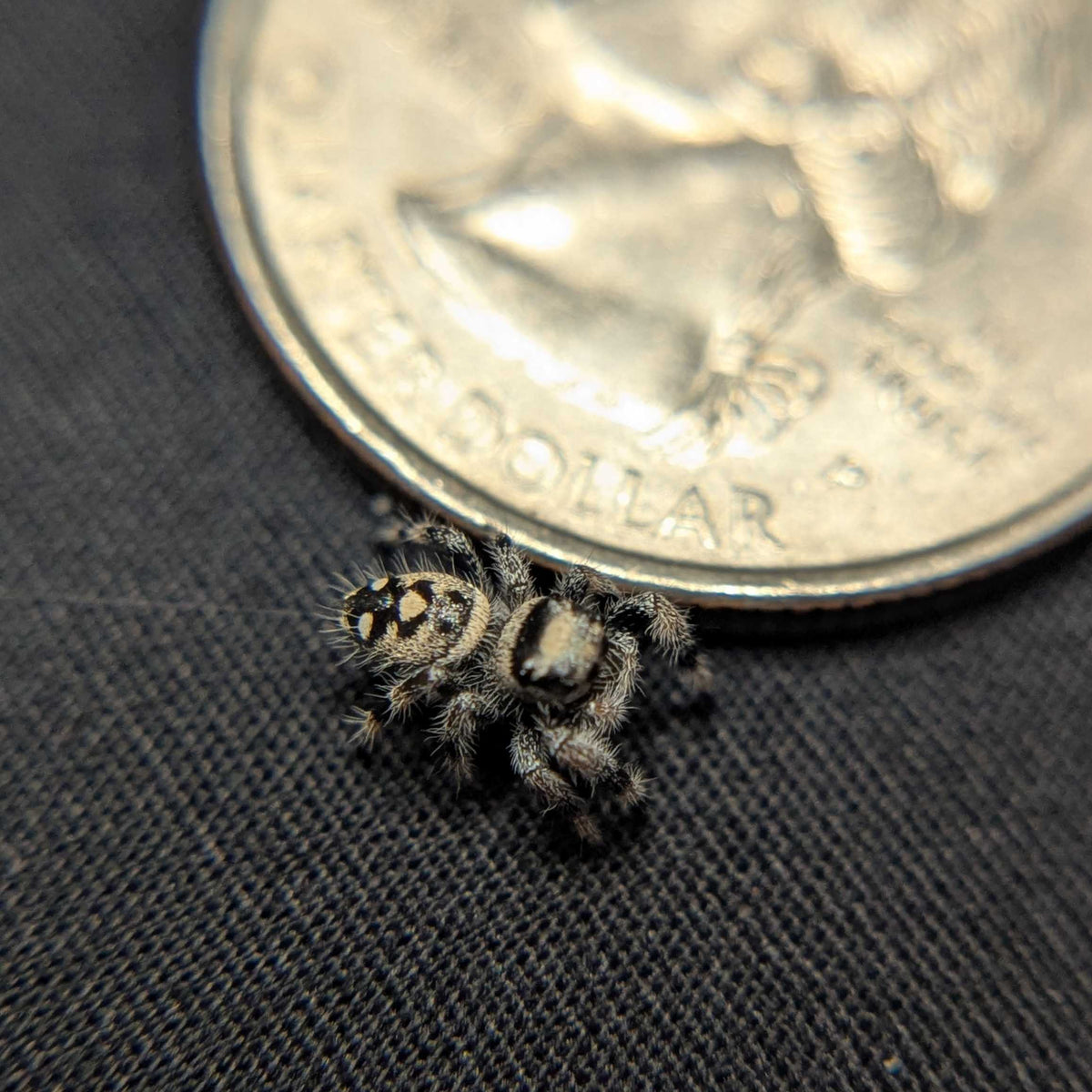 Regal Jumping Spider "Rachel"