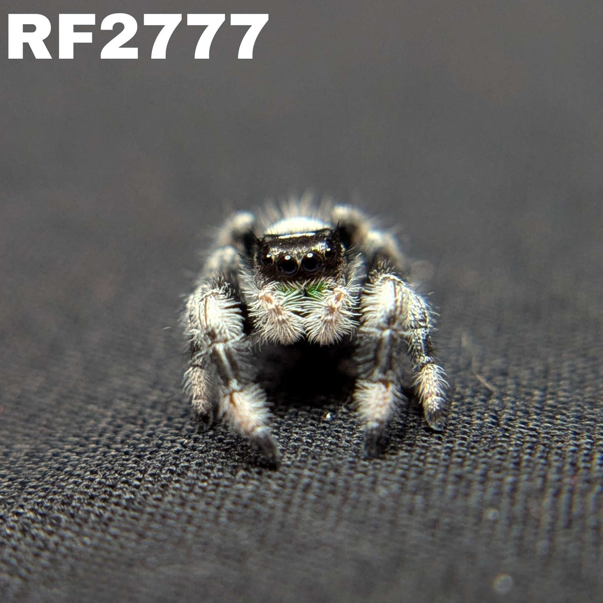 (Apalachicola Locale) Regal Jumping Spider “Donner”