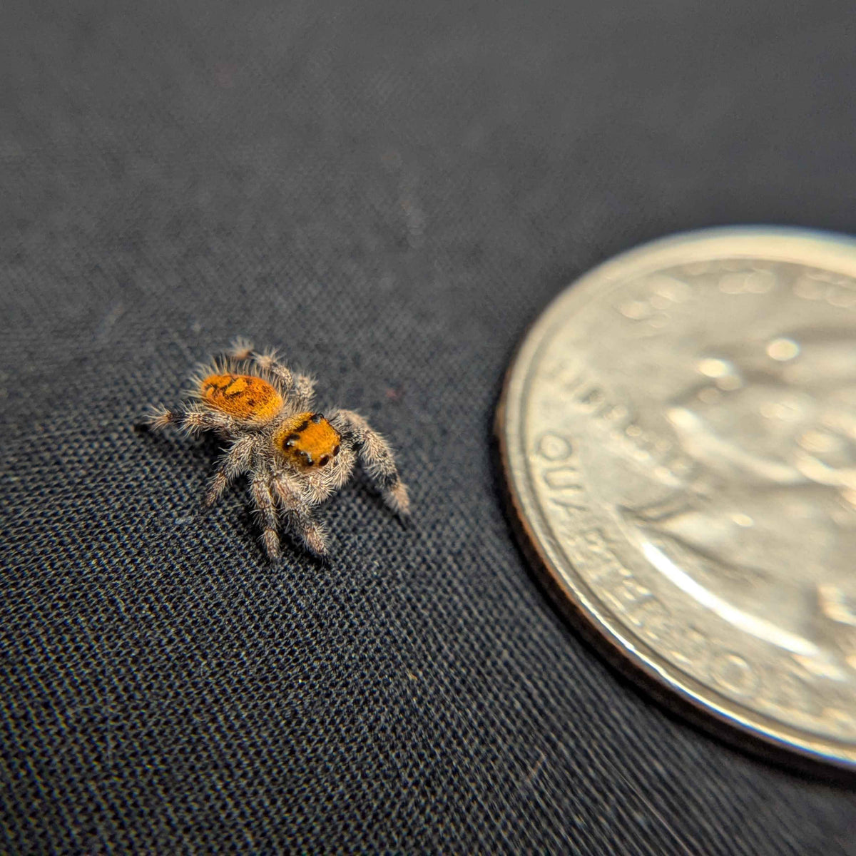Regal Jumping Spider "Sunset"