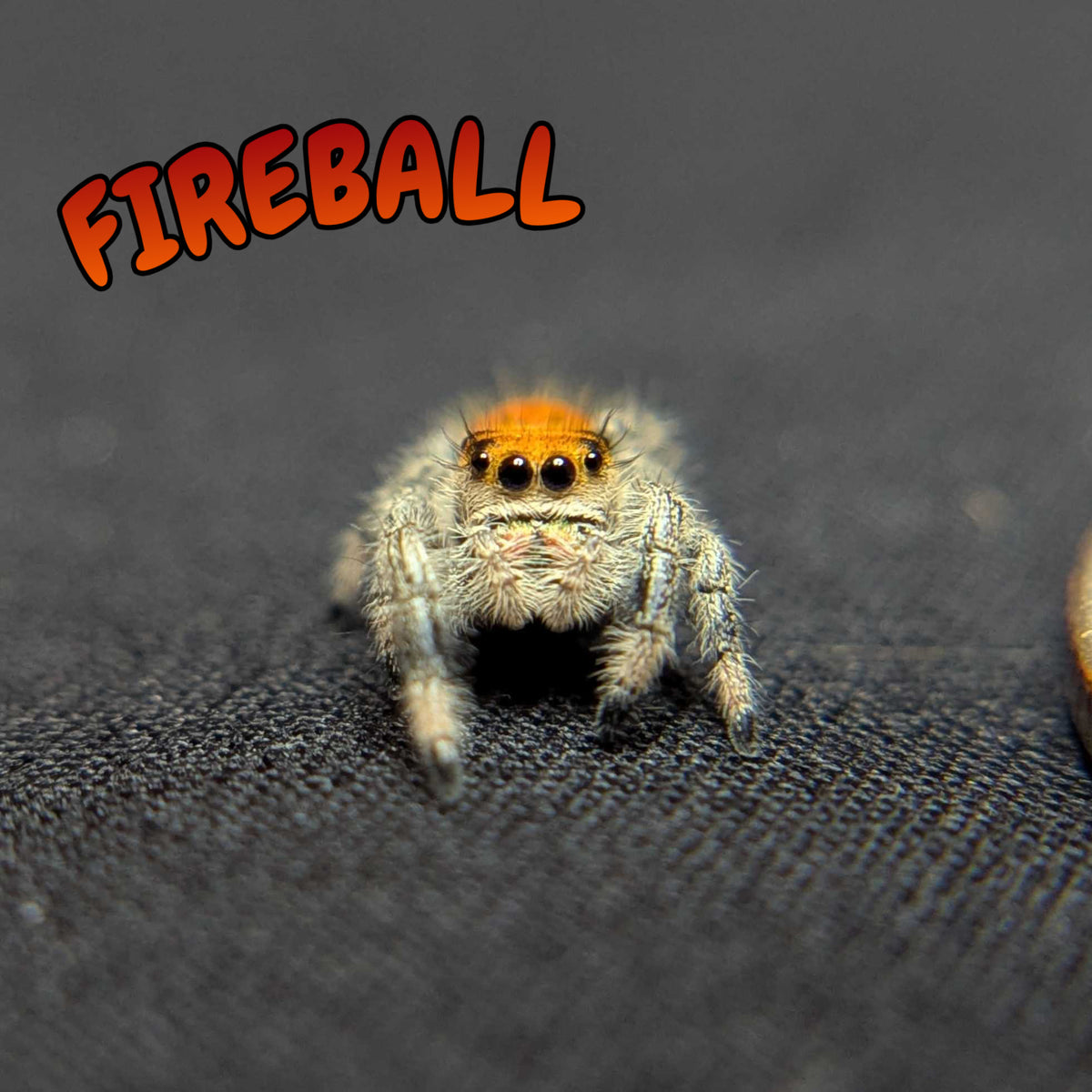 Regal Jumping Spider "Fireball"
