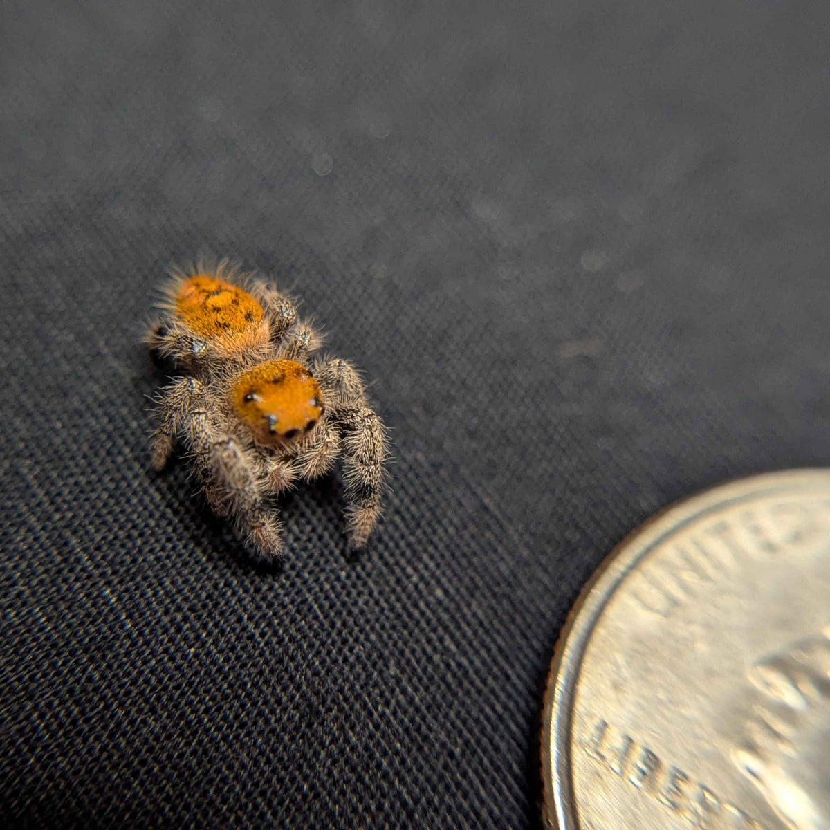 Regal Jumping Spider "Cranberry"