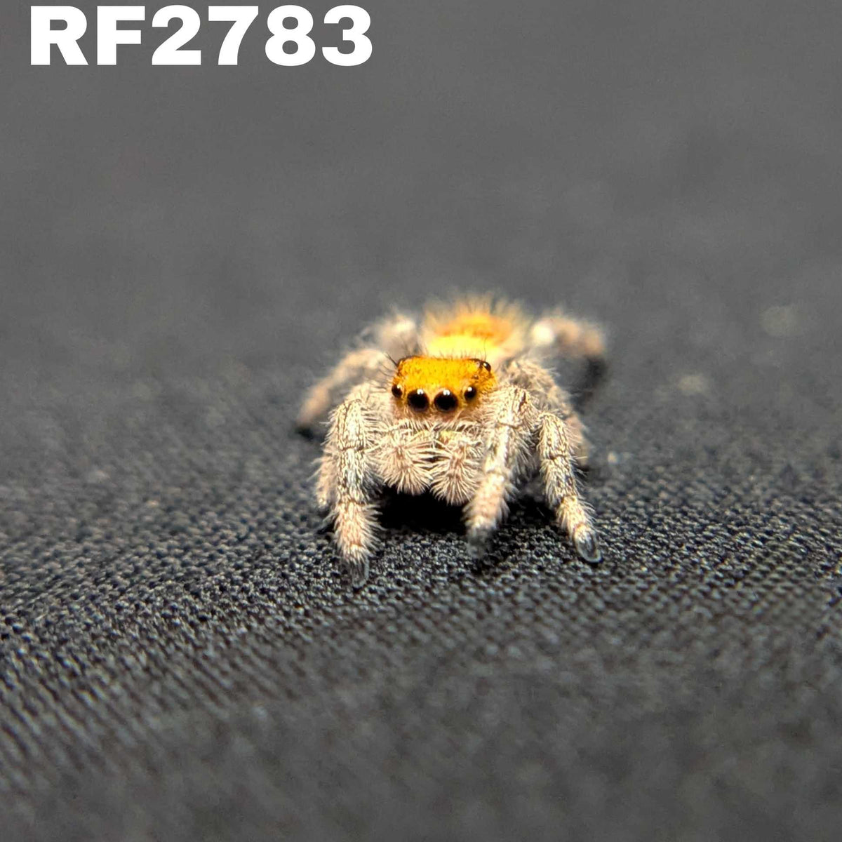Regal Jumping Spider "Sherbert"