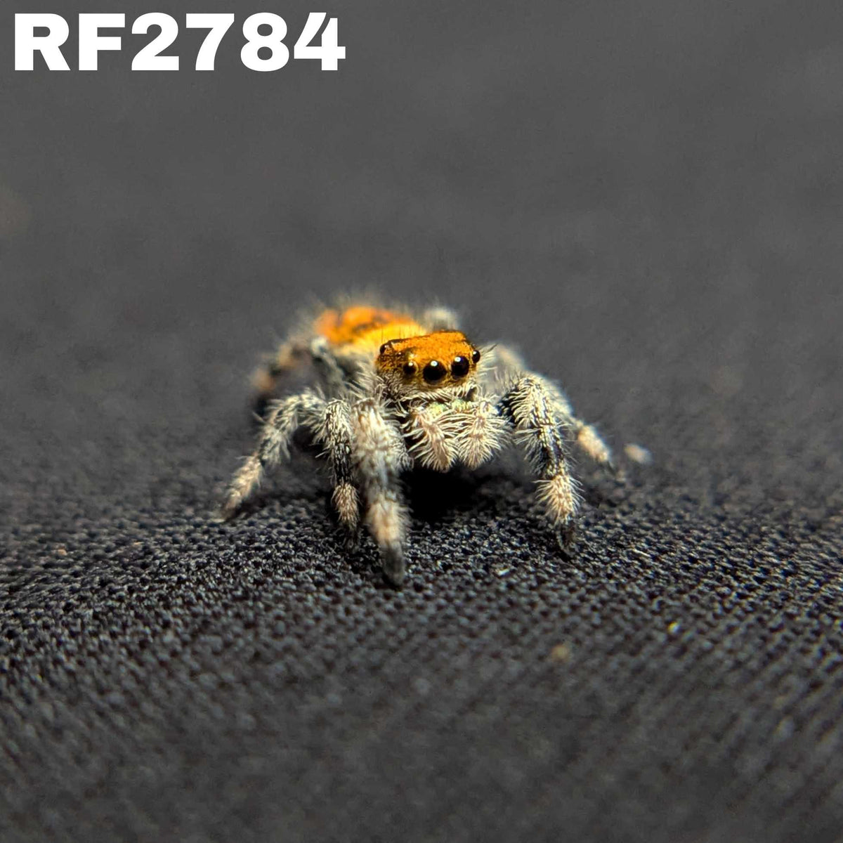 Regal Jumping Spider "Smoothie"