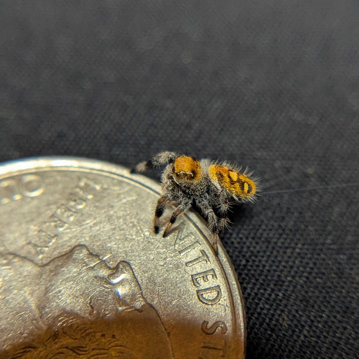 Regal Jumping Spider "Yam"