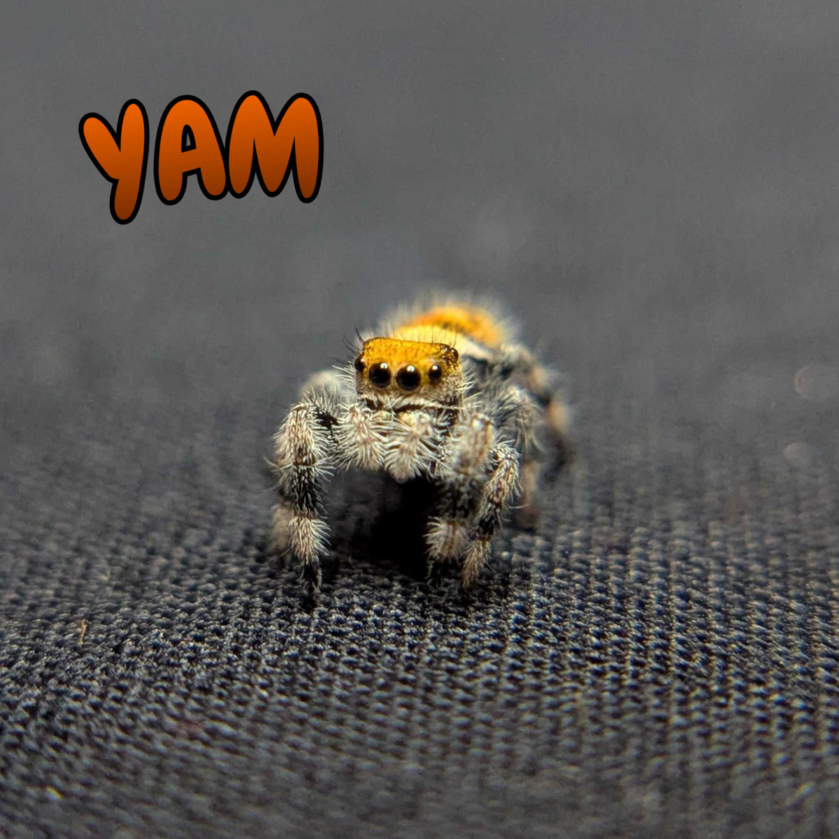 Regal Jumping Spider "Yam"