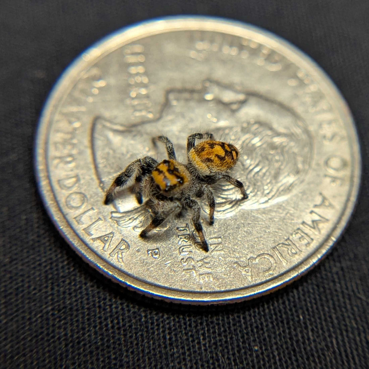 Regal Jumping Spider "Honey"