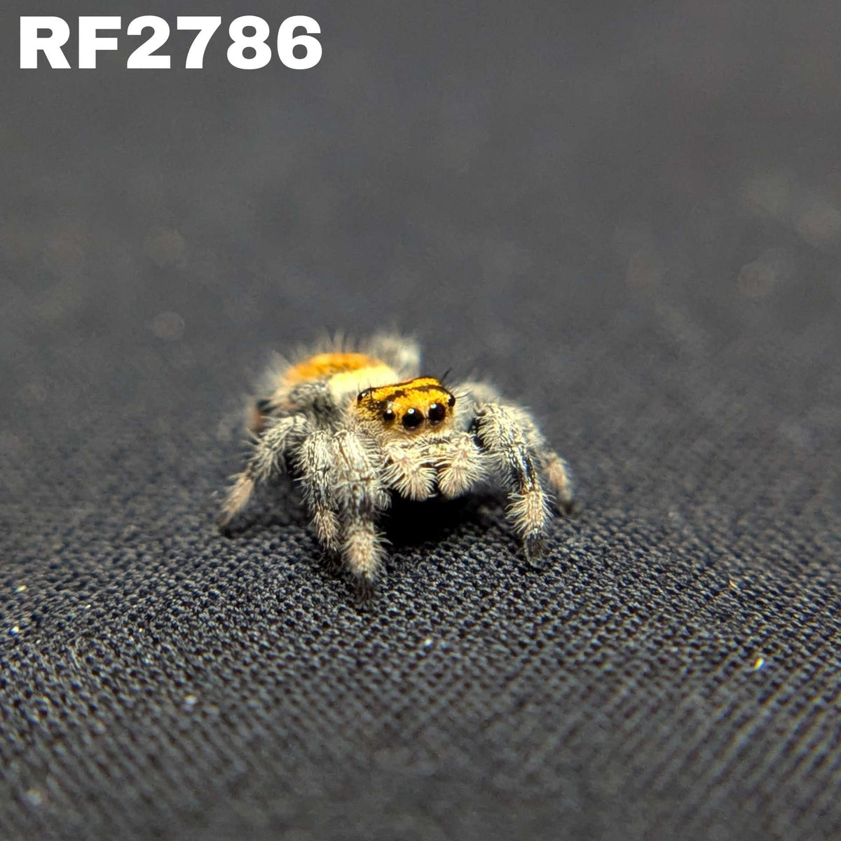 Regal Jumping Spider "Honey"