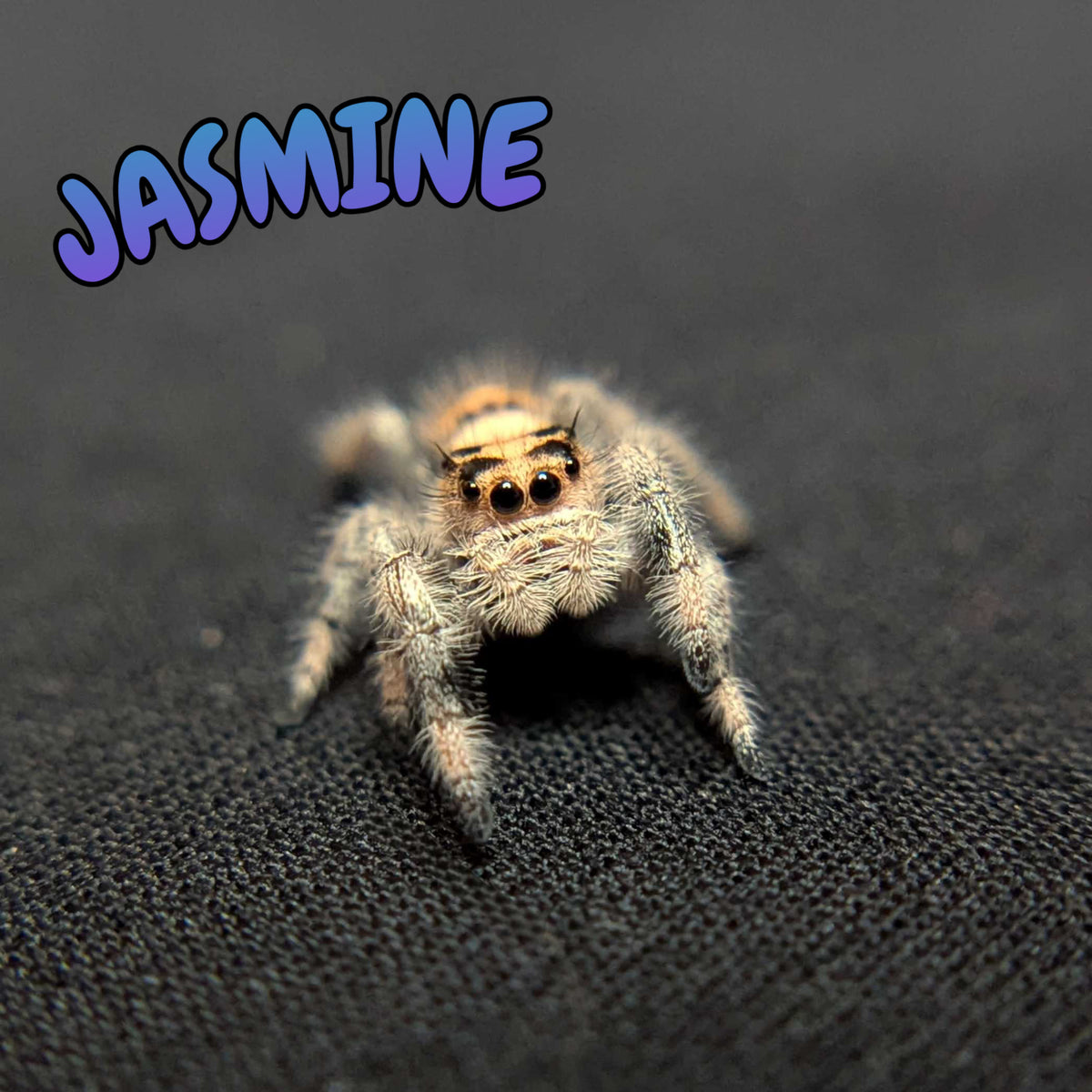 Regal Jumping Spider "Jasmine"