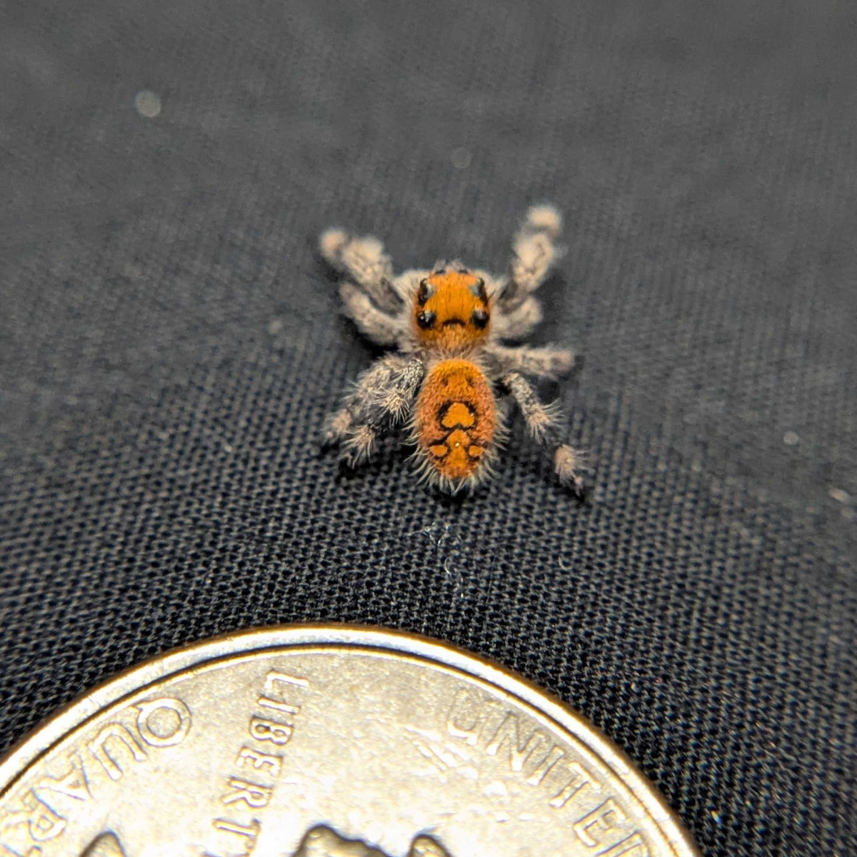 Regal Jumping Spider "Blush"