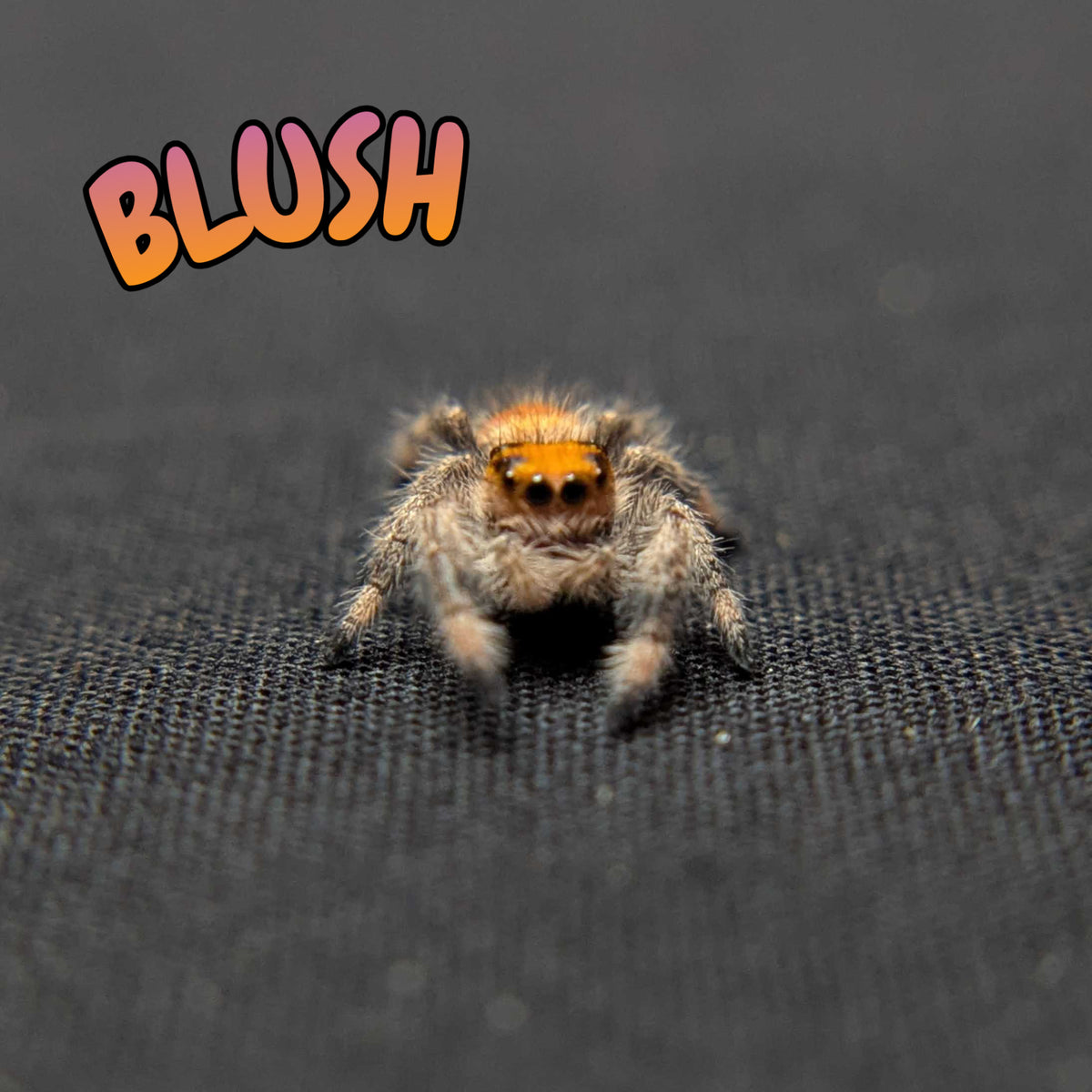 Regal Jumping Spider "Blush"