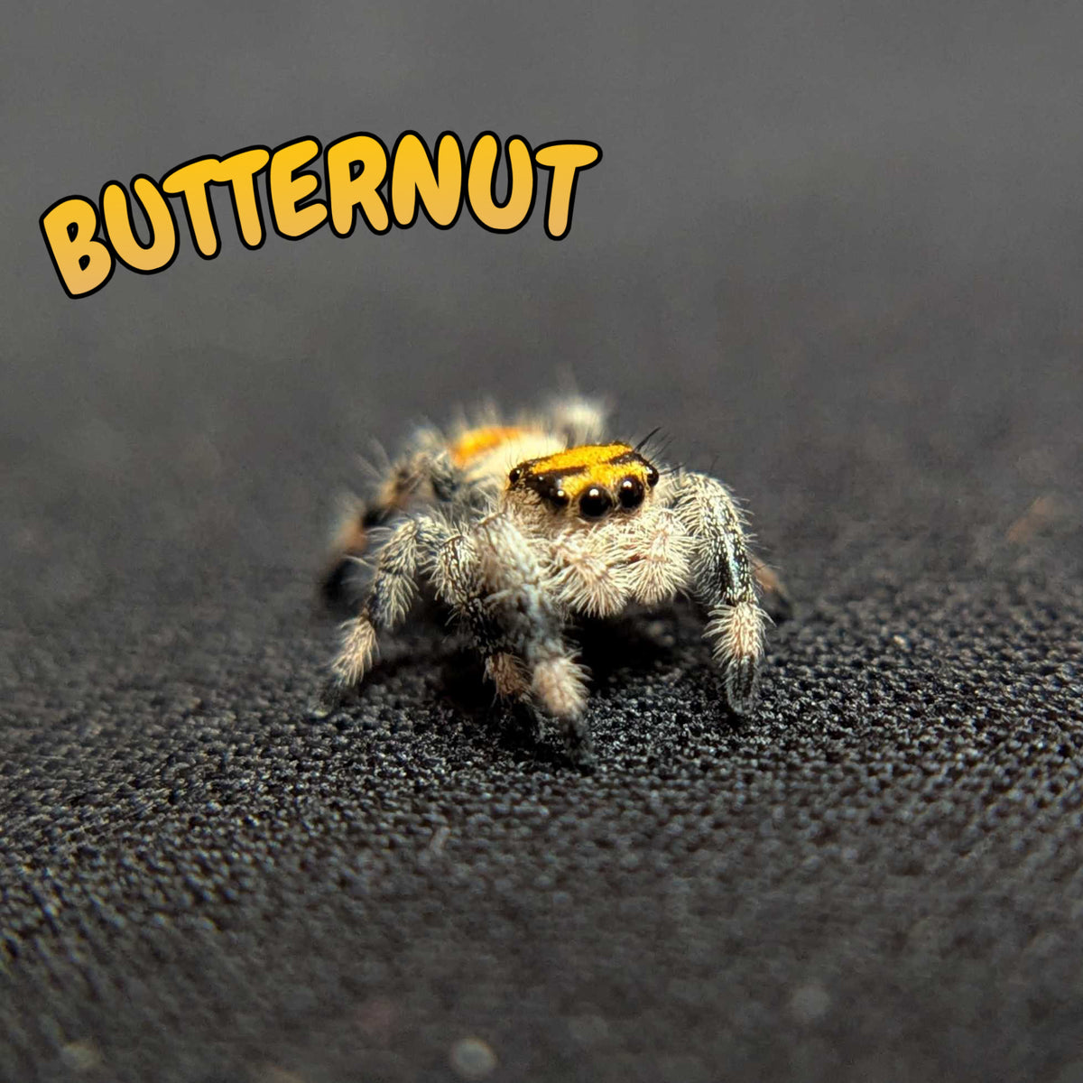 Regal Jumping Spider "Butternut"