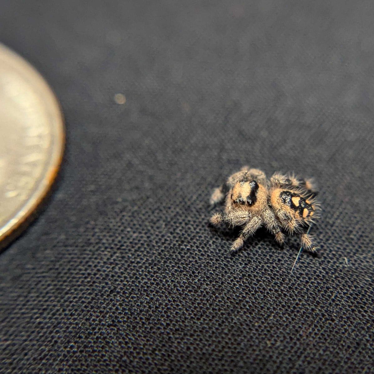 Regal Jumping Spider "Rosie"