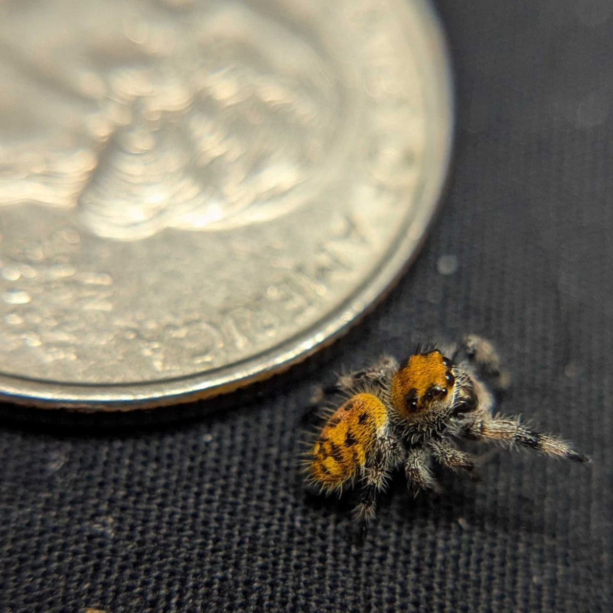 Regal Jumping Spider "Bell"