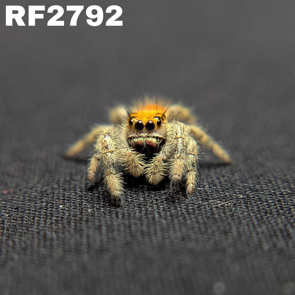 Regal Jumping Spider "Ruby"