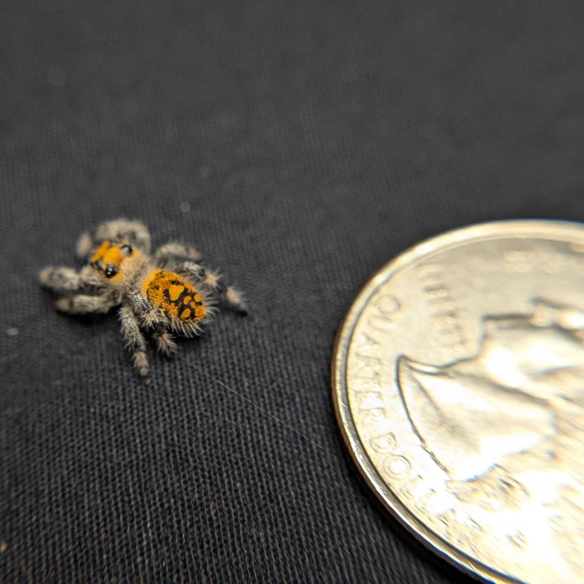 Regal Jumping Spider “Aurelia”