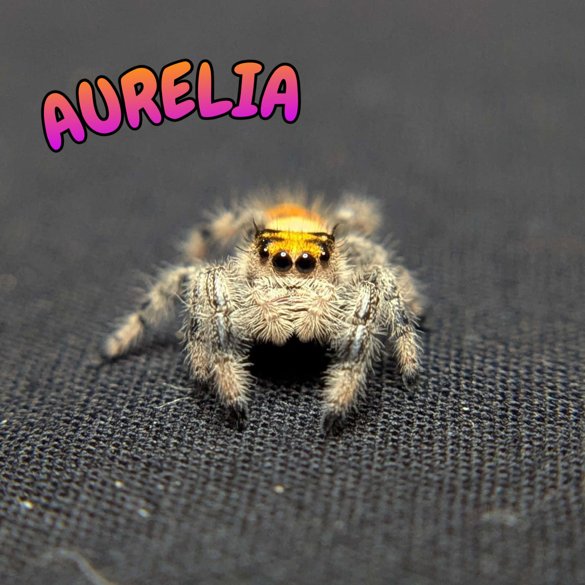 Regal Jumping Spider “Aurelia”