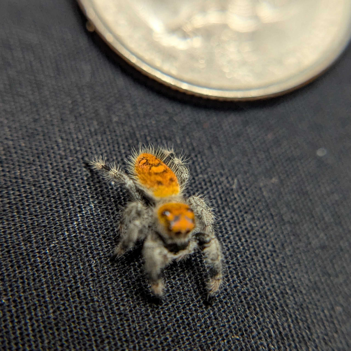 Regal Jumping Spider "Spell"